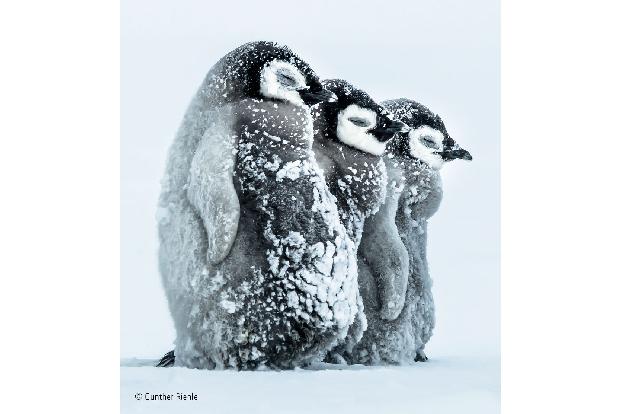 -® Gunther Riehle_Wildlife Photographer of the Year, People's Choice.jpg