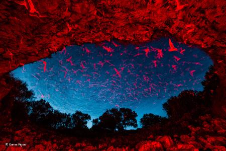 -® Karine Aigner_Wildlife Photographer of the Year, People's Choice.jpg