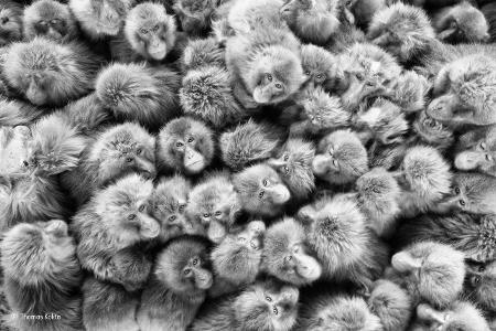 -® Thomas Kokta_Wildlife Photographer of the Year, People's Choice.jpg