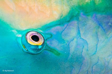 -® Ally McDowell_Wildlife Photographer of the Year, People's Choice.jpg