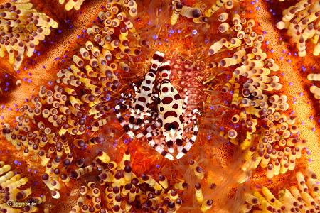 -® Sergio Sarta_Wildlife Photographer of the Year, People's Choice.jpg