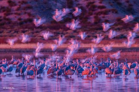 -® Gordon Illg_Wildlife Photographer of the Year, People's Choice.jpg