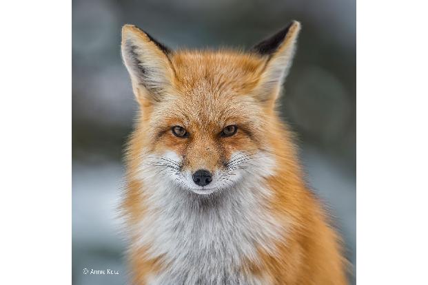-® Annie Katz_Wildlife Photographer of the Year, People's Choice .jpg