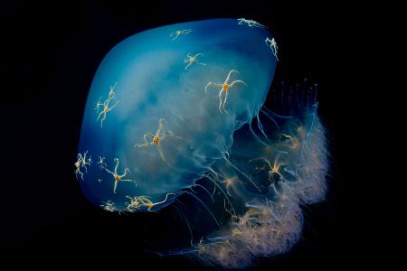 -® Andrea Marshall_Wildlife Photographer of the Year, People's Choice.jpg