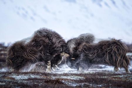 -® Tapio Kaisla_Wildlife Photographer of the Year, People's Choice.jpg
