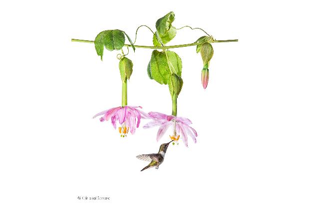 -® Cristobal Serrano_Wildlife Photographer of the Year, People's Choice .jpg