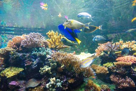Es ist das mit Abstand größte Korallenriff der Welt: Das Great Barrier Reef vor der Ostküste Australiens. Seit 1981 zählt da...
