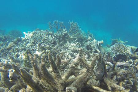 Betrachtet man die Korallen im Pazifik allerdings aus der Nähe, ist nicht zu übersehen, dass die Korallenbleiche unaufhaltsa...