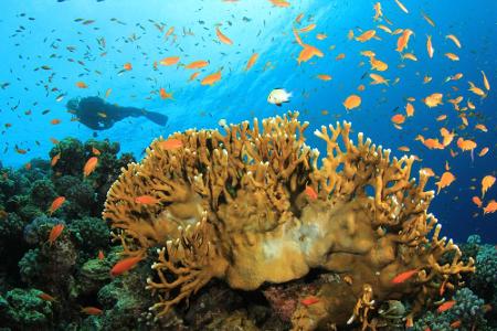 Von der einzigartigen Schönheit des Great Barrier Reefs muss sich die Menschheit langsam aber sicher verabschieden. Die Temp...