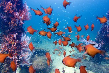 Das Ende des Riffs könnte auch den Todesstoß für zahllose Fischarten, Meeresschildkröten oder Seekühe bedeuten. Allein zwisc...