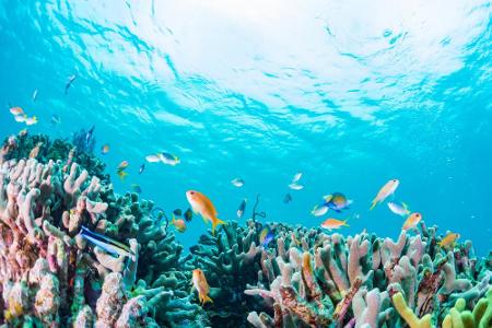 Azurblaues Wasser, bunte Korallen und exotische Fische sorgen für unfassbare Bilder und haben bislang noch jeden 
