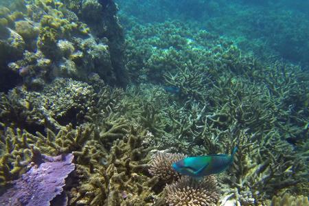 ...diese trostlosen, verblichenen Korallen, die wie ein Mahnmal auf die katastrophalen Folgen der Klimaerwärmung hinweisen. ...