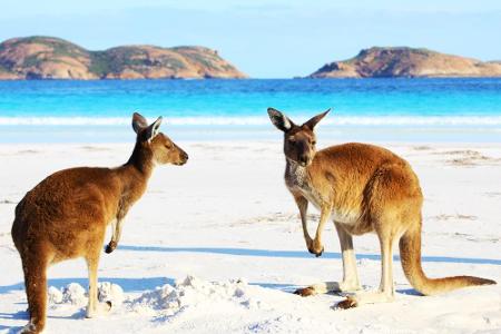 Auf der australischen Känguru-Insel ist der Name Programm. Zudem fühlen sich hier Tiere wie Koalas, Seelöwen oder Schnabelti...
