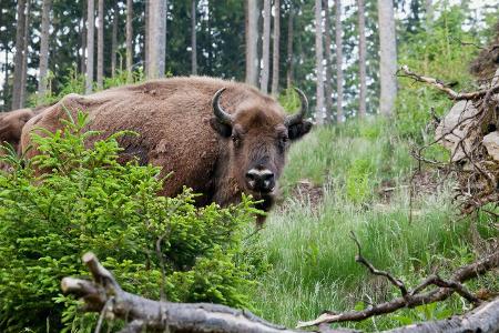 Wisent-Welt-Wittgenstein