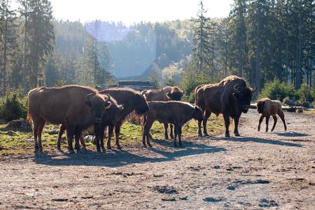 Wisent-Welt Wittgenstein