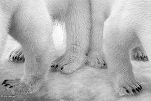 Von faszinierend bis grausam: Die besten Wildlife-Fotos des Jahres