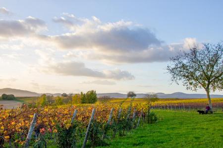 Die Route der Weinstraße beginnt bei Bockenheim und endet an der französischen Grenze in Schweigen-Rechtenbach. In der Pfalz...