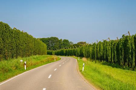 Wer lieber ein gutes Bier statt eines Weines trinkt, sollte unbedingt der Deutschen Hopfenstraße einen Besuch abstatten. Hie...