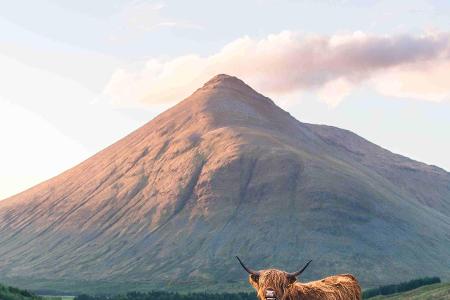 2.3 Schottland Rind JO1_8223.jpg