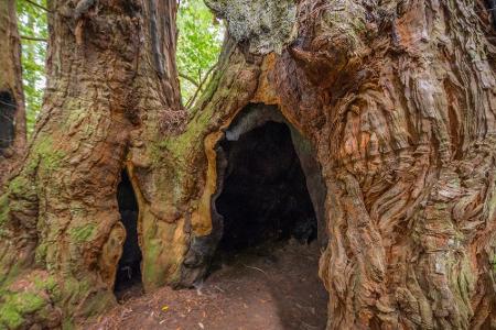 Das ist keine Höhle im Fels, sondern im Baum! An der kalifornischen Pazifikküste liegt die Heimat der größten Bäume der Erde...