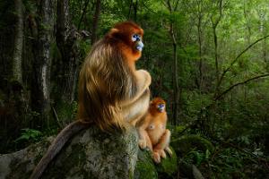 Faszinierende Einblicke: Die schönsten Naturfotos des Jahres