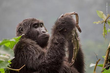 © Ricardo Núñez-Montero - Wildlife Photographer of the Year.jpg