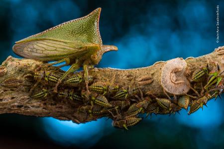 © Javier Aznar González de Rueda - Wildlife Photographer of the Year.jpg