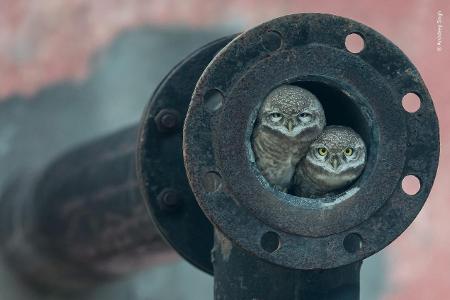 © Arshdeep Singh - Wildlife Photographer of the Year.jpg