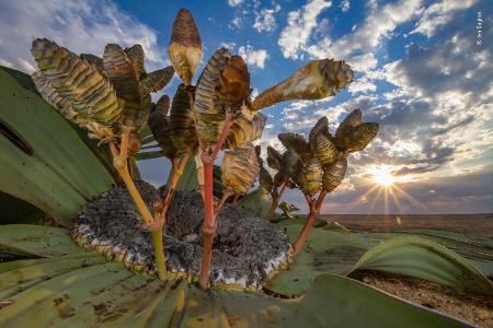 © Jen Guyton - Wildlife Photographer of the Year.jpg