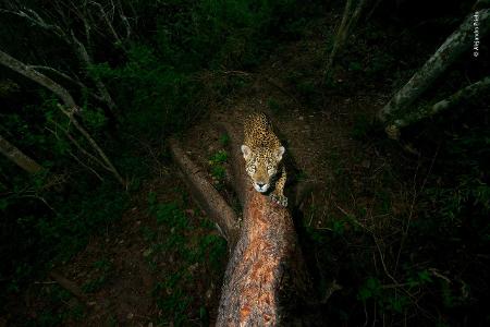 © Alejandro Prieto - Wildlife Photographer of the Year.jpg