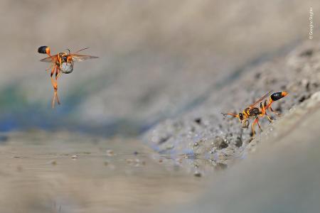 © Georgina Steytler - Wildlife Photographer of the Year.jpg