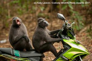 Zum Schreien: Die lustigsten Wildtierfotos des Jahres