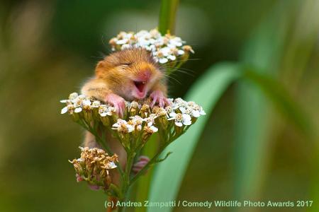 Andrea-Zampatti_The-laughing-dormouse_00001732.jpg