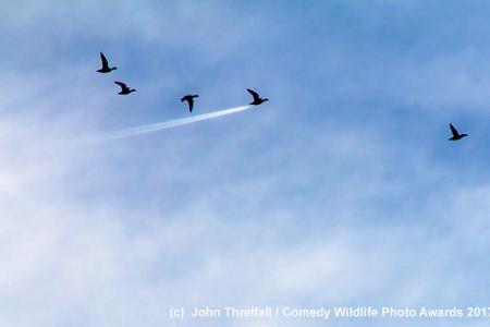 John-Threlfall_Duck-Speed_00002929.jpg