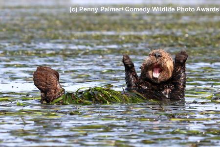 Penny-Palmer_Cheering-sea-otter_00002018.jpg