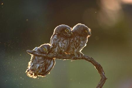 Tibor-Kercz_The-rovingness2_00001363.jpg