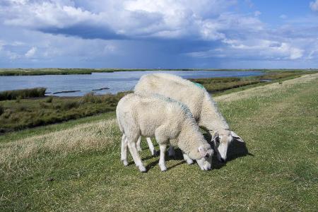 Diese Ziele in Schleswig-Holstein dürfen Sie nicht verpassen! Fehmarn