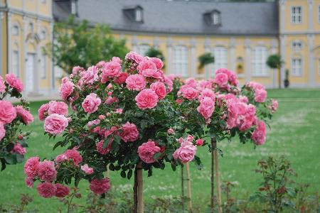 Diese Ziele in Schleswig-Holstein dürfen Sie nicht verpassen! Rosarium Uetersen