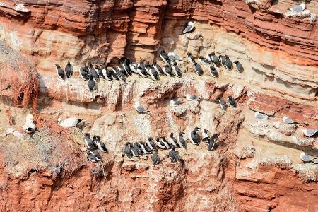 Diese Ziele in Schleswig-Holstein dürfen Sie nicht verpassen! Naturschutzgbiet Lummenfelsen