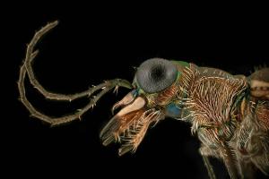 Spektakuläre Makrofotos: So nah haben Sie Insekten noch nie gesehen