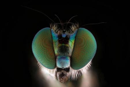 Makroaufnahme Insekten: Langbeinfliege Nahaufnahme