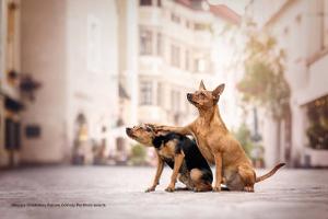 Comedy-Talent pur: Das sind die lustigsten Haustier-Fotos der Welt