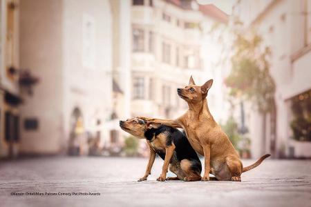 Kerstin Ordelt / Mars Petcare Comedy Pet Photo Awards 2020