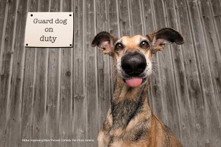 Wachhund