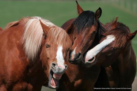 Pferde lachen