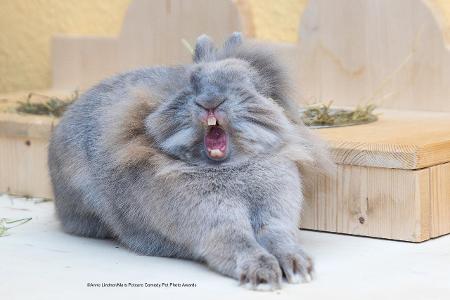 Kaninchen gähnt