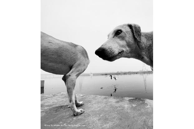 Hund