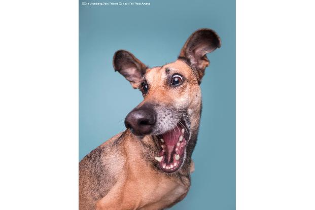 Hund lacht