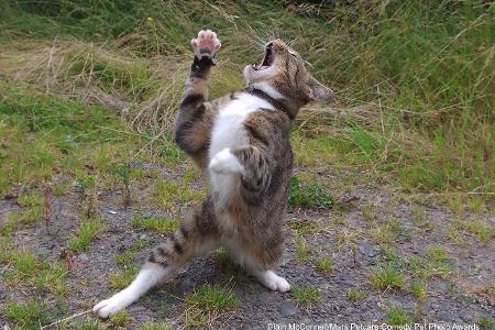 dramatische Katze