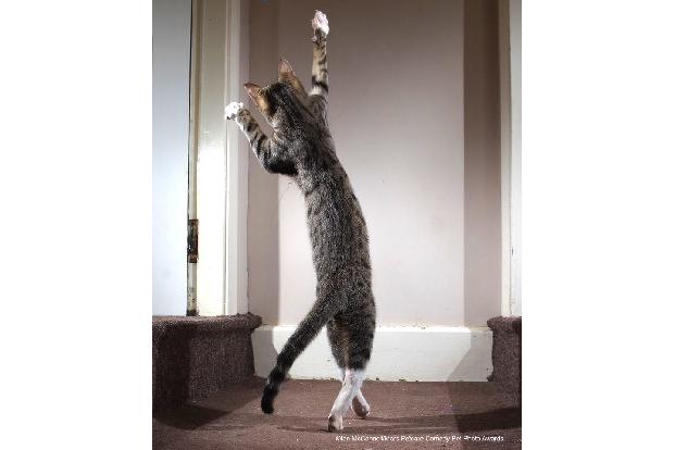 Tanzende Katze